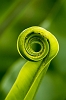 _MG_5080 Birdsnest fern frond